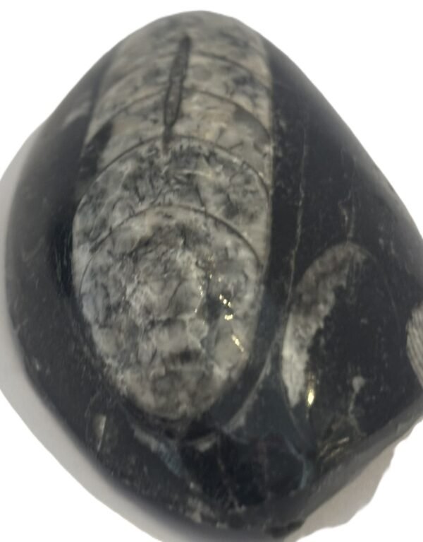 Orthoceras pebble 1 3 sians emporium Orthoceras pebble 1 3