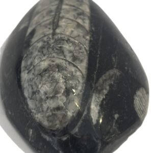 Orthoceras pebble 1 4