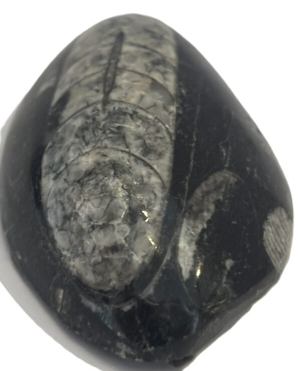 Orthoceras pebble 1 4 sians emporium Orthoceras pebble 1 4