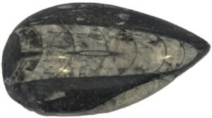 Orthoceras pebble 21 sians emporium Orthoceras