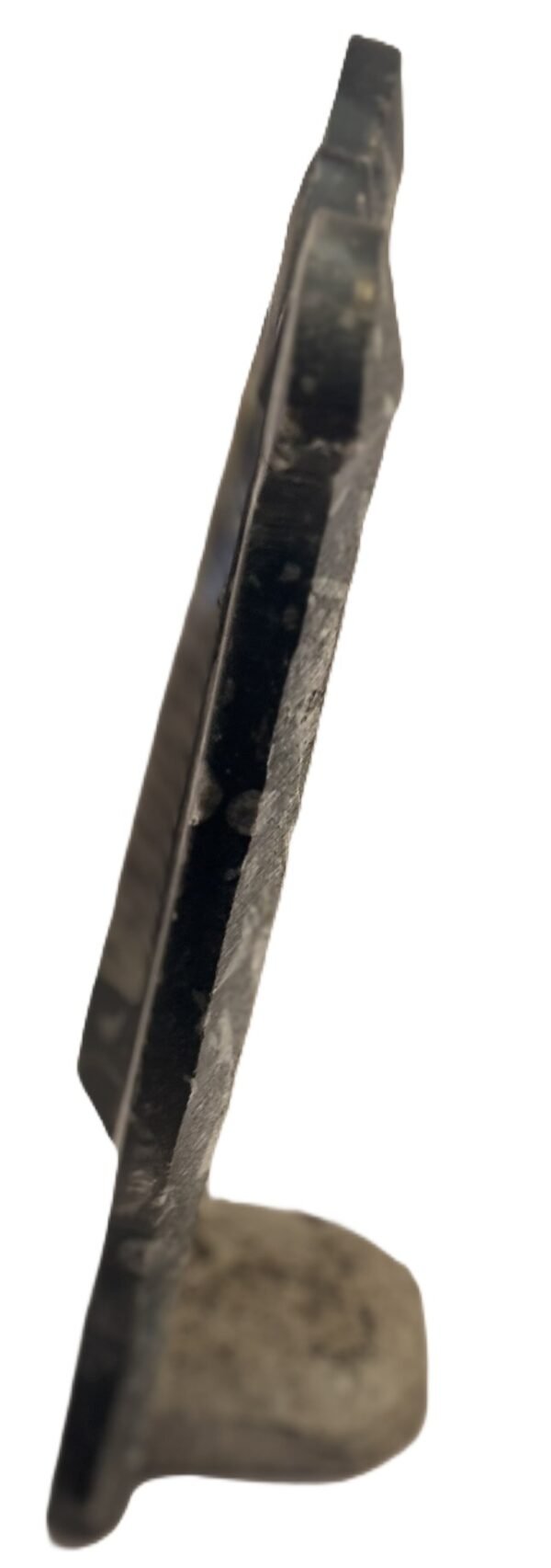 Orthoceras sheild 12 sians emporium Orthoceras sheikd