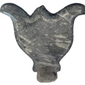 Orthoceras sheikd sians emporium Orthoceras sheikd