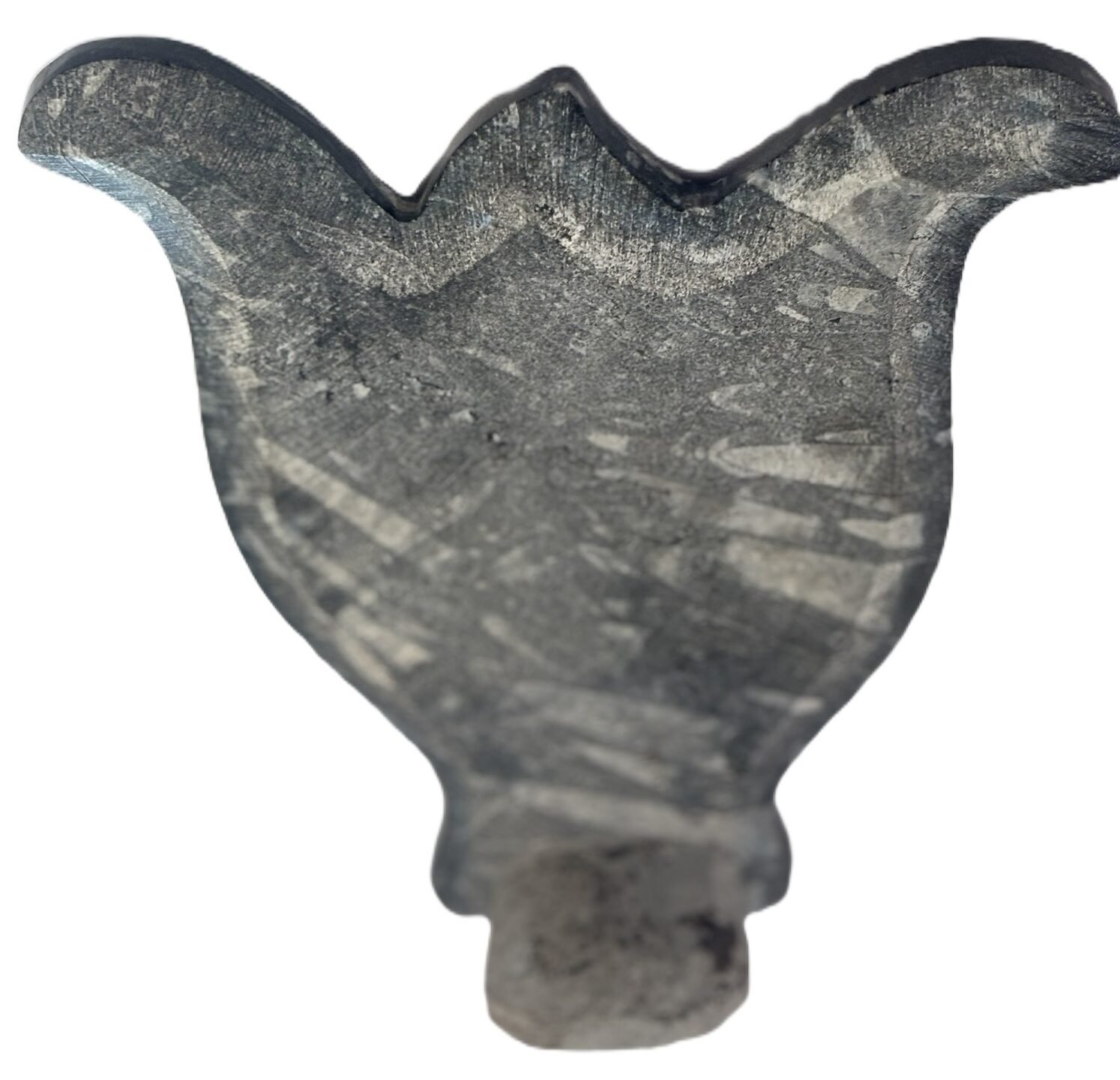 Orthoceras sheikd sians emporium Orthoceras sheikd