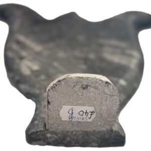 Orthoceras sheild 14 sians emporium Orthoceras sheikd