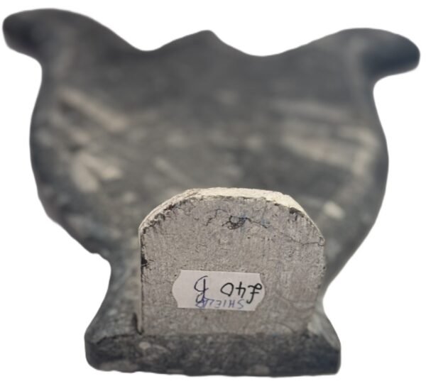 Orthoceras sheild 14 sians emporium Orthoceras sheikd
