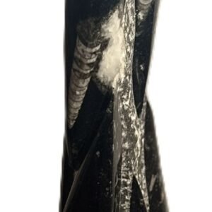 Orthoceras statue 13