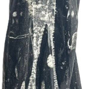 Orthoceras statue 21