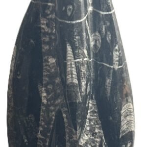 orthoceras statue 22