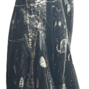 Orthoceras statue 24