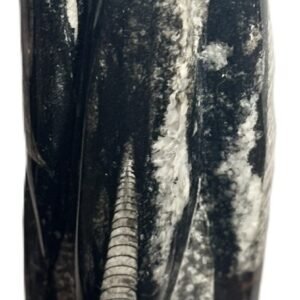 Orthoceras statue a4 sians emporium Orthoceras statue a4