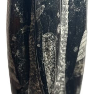 Orthoceras statue a2 sians emporium Orthoceras statue a2