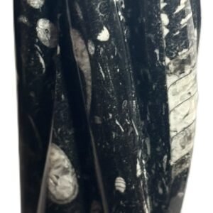 Orthoceras statue b1