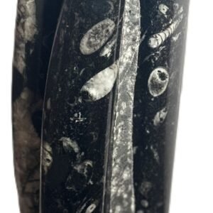 Orthoceras statue b3
