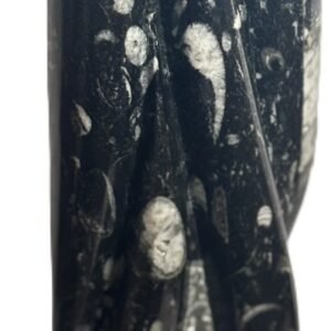 Orthoceras statue b4