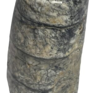 Orthoceras tail 4.1