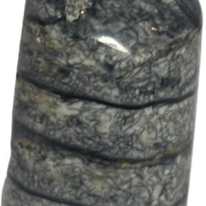 Orthoceras tail 6 3