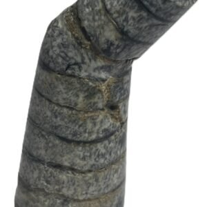 Orthoceras Tail Fossil 8