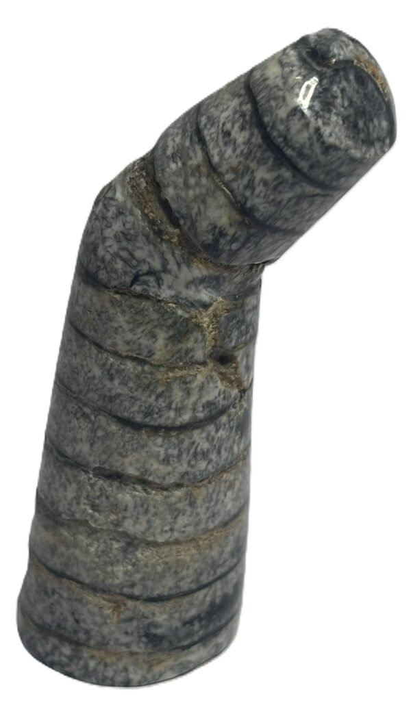 Orthoceras tail 8 1 sians emporium