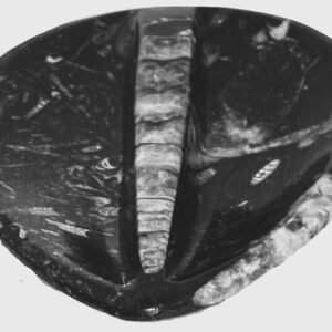 Orthoceras trinket 12 sians emporium Orthoceras trinket 12