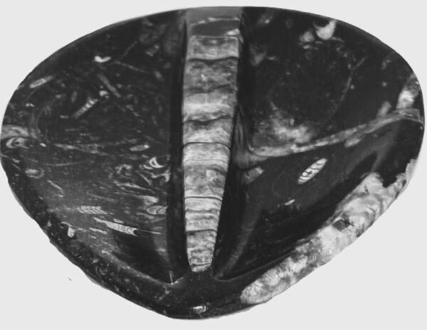 Orthoceras trinket 12 sians emporium Orthoceras trinket 12