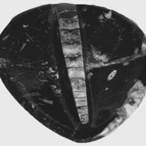 Orthoceras trinket 1 3 sians emporium Orthoceras trinket 1 3