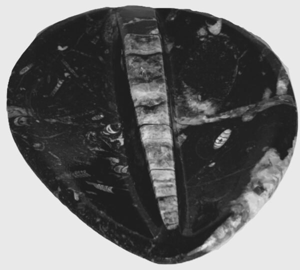 Orthoceras trinket 1 3 sians emporium Orthoceras trinket 1 3
