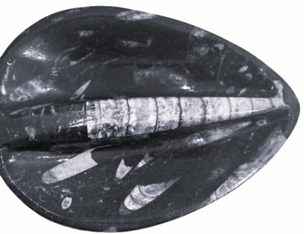 Orthoceras trinket 2 1 sians emporium Orthoceras trinket 2 1