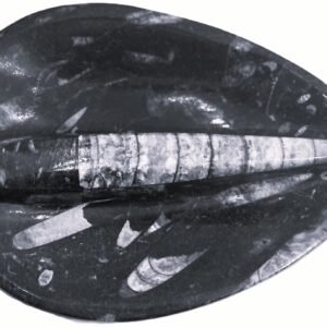 Orthoceras trinket 2 2 sians emporium Orthoceras trinket 2 2