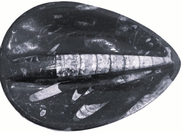 Orthoceras trinket 2 2 sians emporium Orthoceras trinket 2 2