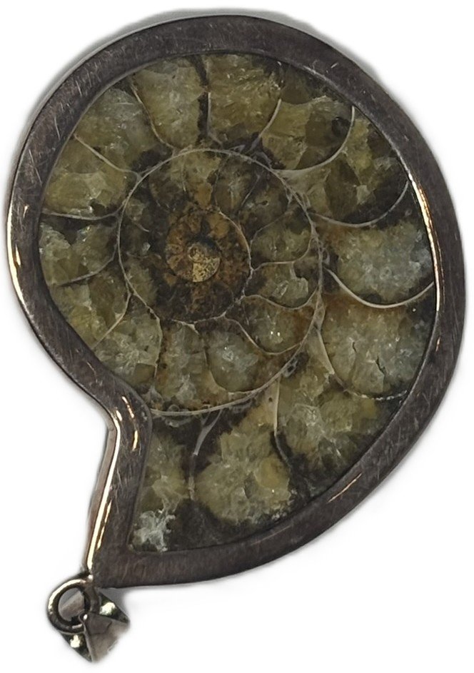 Amoniite fossil pendant a 3