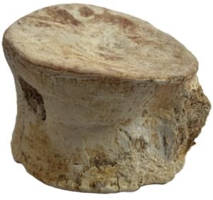 Plesiosaur vertebrae 2 2 sians emporium Plesiosaur vertebrae 2 2