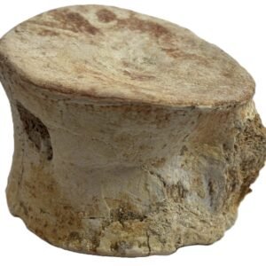 Plesiosaur vertebrae 2 2 sians emporium Plesiosaur vertebrae 2 2