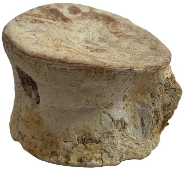 Plesiosaur vertebrae 2 2 sians emporium Plesiosaur vertebrae 2 2