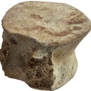 Plesiosaur vertebrae 2 3 sians emporium Plesiosaur vertebrae 2 3