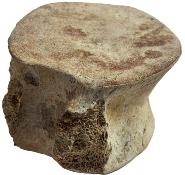 Plesiosaur vertebrae 2 3 sians emporium Plesiosaur vertebrae 2 3