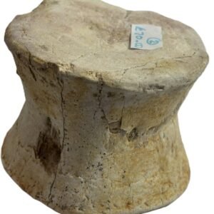 Plesiosaur vertebrae 2 4 sians emporium Plesiosaur vertebrae 2 4