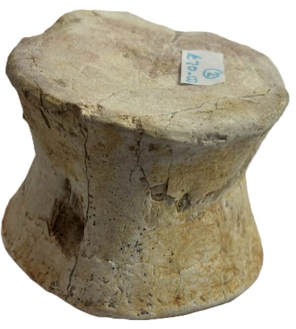Plesiosaur vertebrae 2 4 sians emporium Plesiosaur vertebrae 2 4