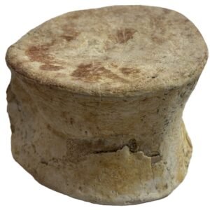 plesiosaur vertebrae 2.5