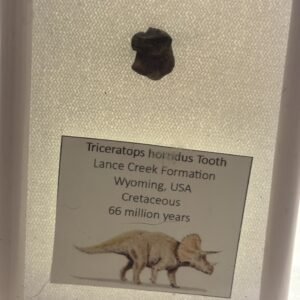 Triceratops 1 sians emporium Triceratops 1