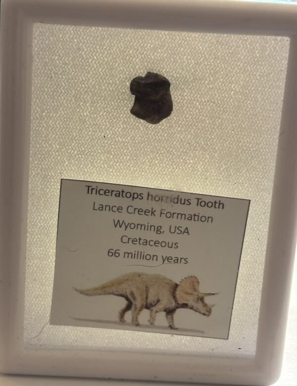 Triceratops 1 sians emporium Triceratops 1
