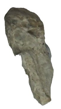 Triceratops