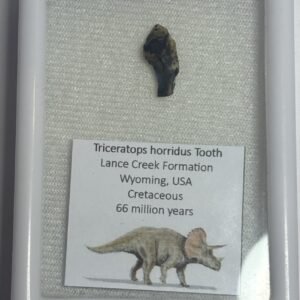 triceratops 51