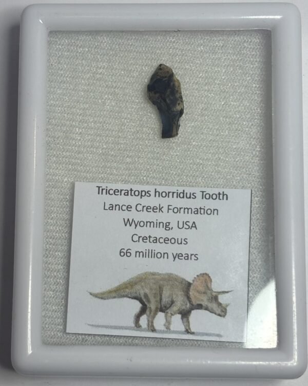 Triceratops 51 sians emporium Triceratops 51
