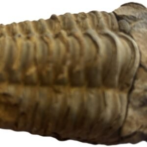 Trilobite 1 2 sians emporium Trilobite 1 2