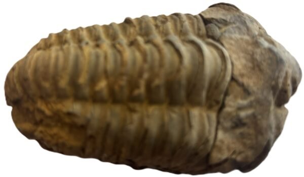 Trilobite 1 2 sians emporium Trilobite 1 2