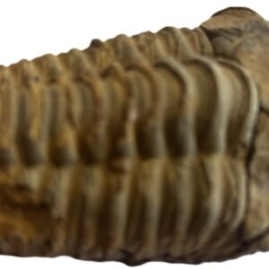 Trilobite 1 3 sians emporium Trilobite 1 3