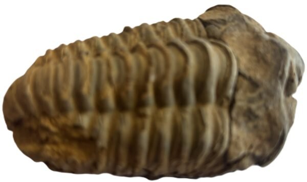 Trilobite 1 3 sians emporium Trilobite 1 3