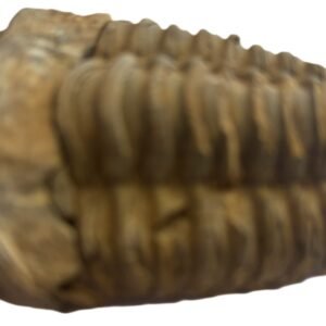 Trilobite 1 5 sians emporium Trilobite 1 5