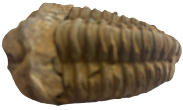 Trilobite 1 5 sians emporium Trilobite 1 5