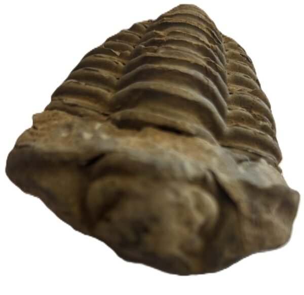 Trilobite 1 6 sians emporium Trilobite 1 6